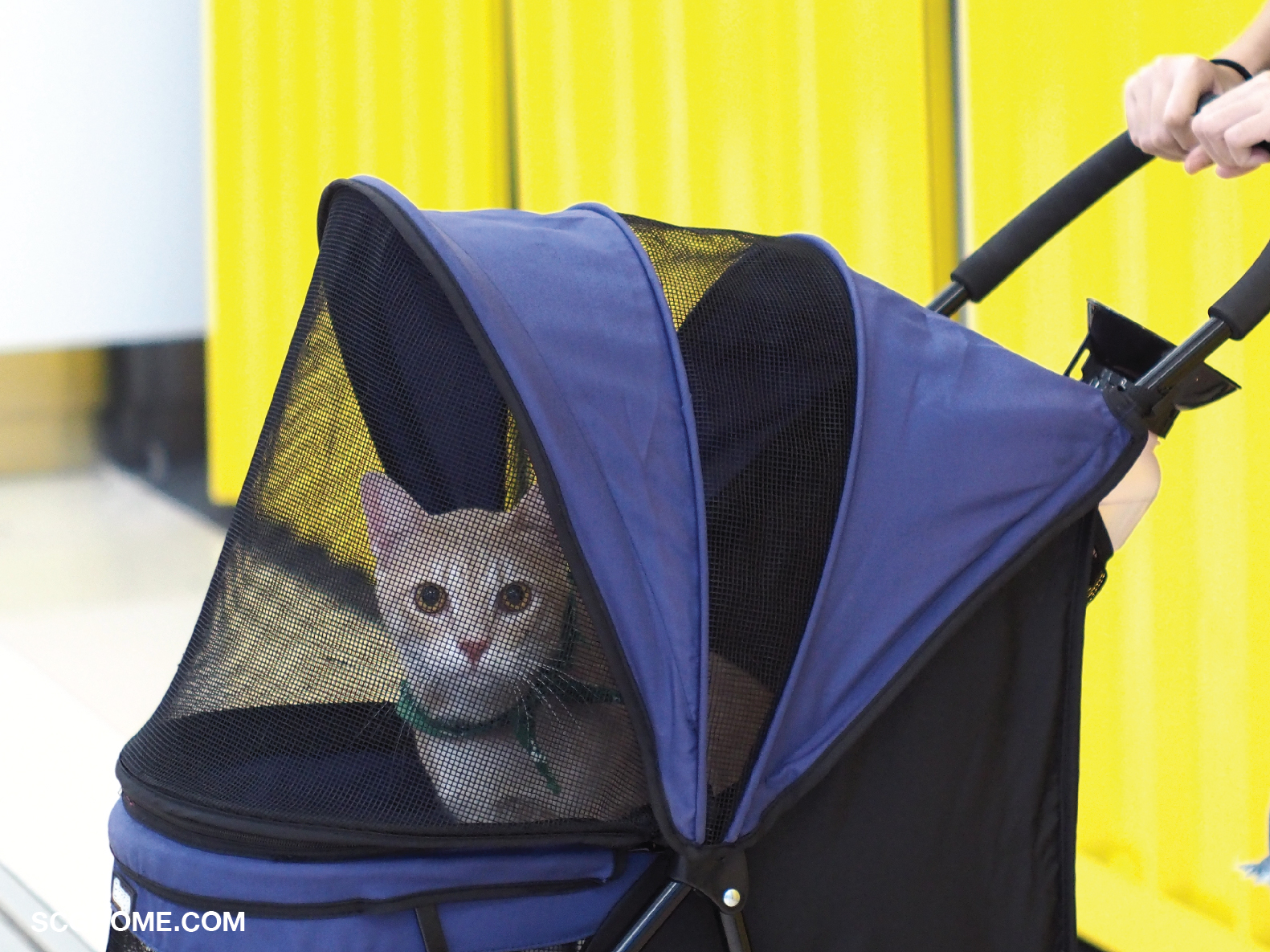 รถเข็นแมว รถเข็น