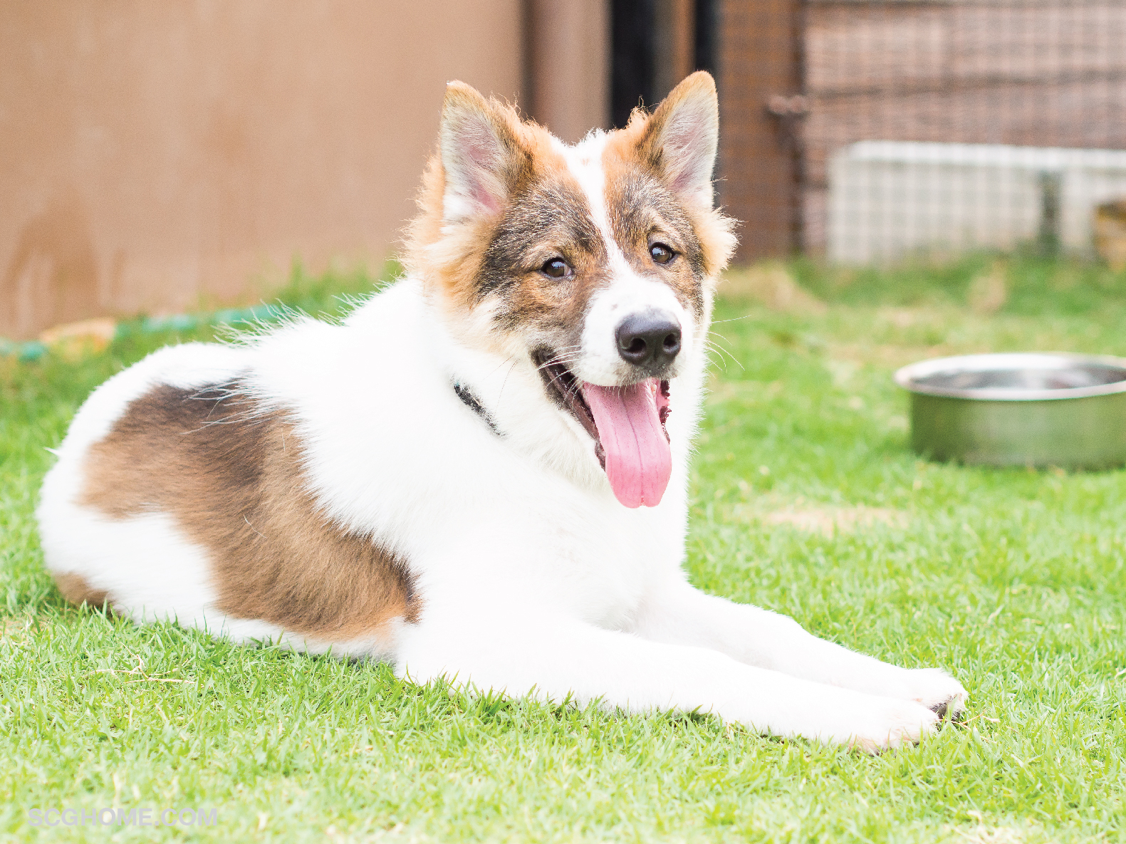 หมาดุ เลี้ยงหมาเฝ้าบ้าน เลี้ยงหมานอกบ้าน หมาบางแก้ว