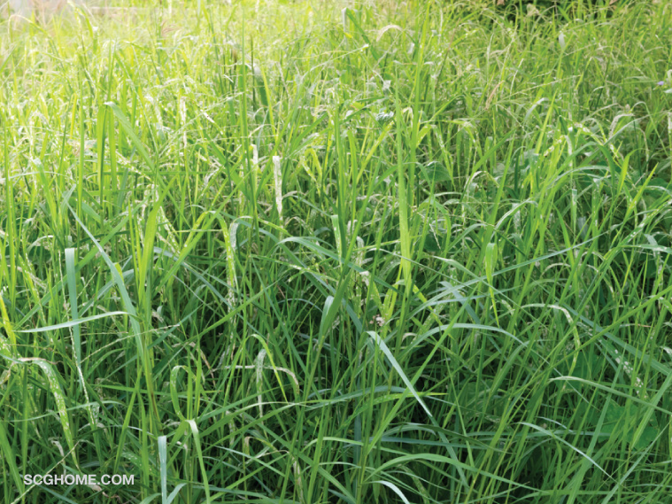 ดูแลรักษาบ้าน ทำงานบ้าน ตัดหญ้า รับตัดหญ้า