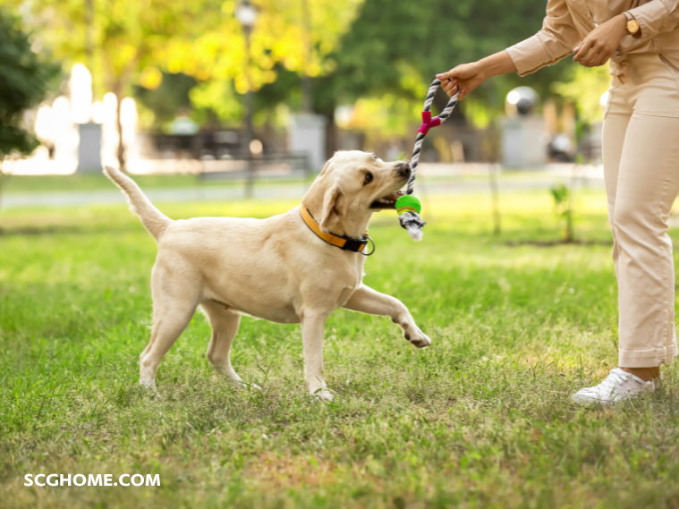 สัตว์เลี้ยงที่รัก