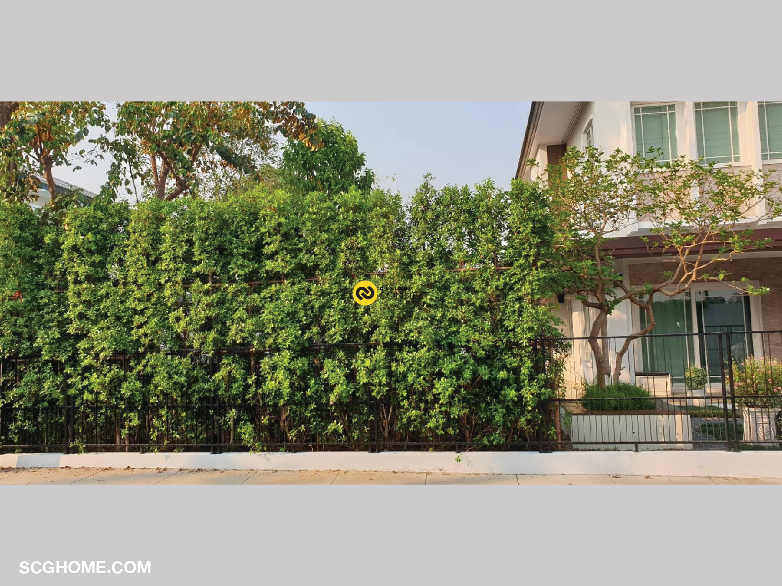 Singleimage ปลูกต้นไม้แนวรั้ว