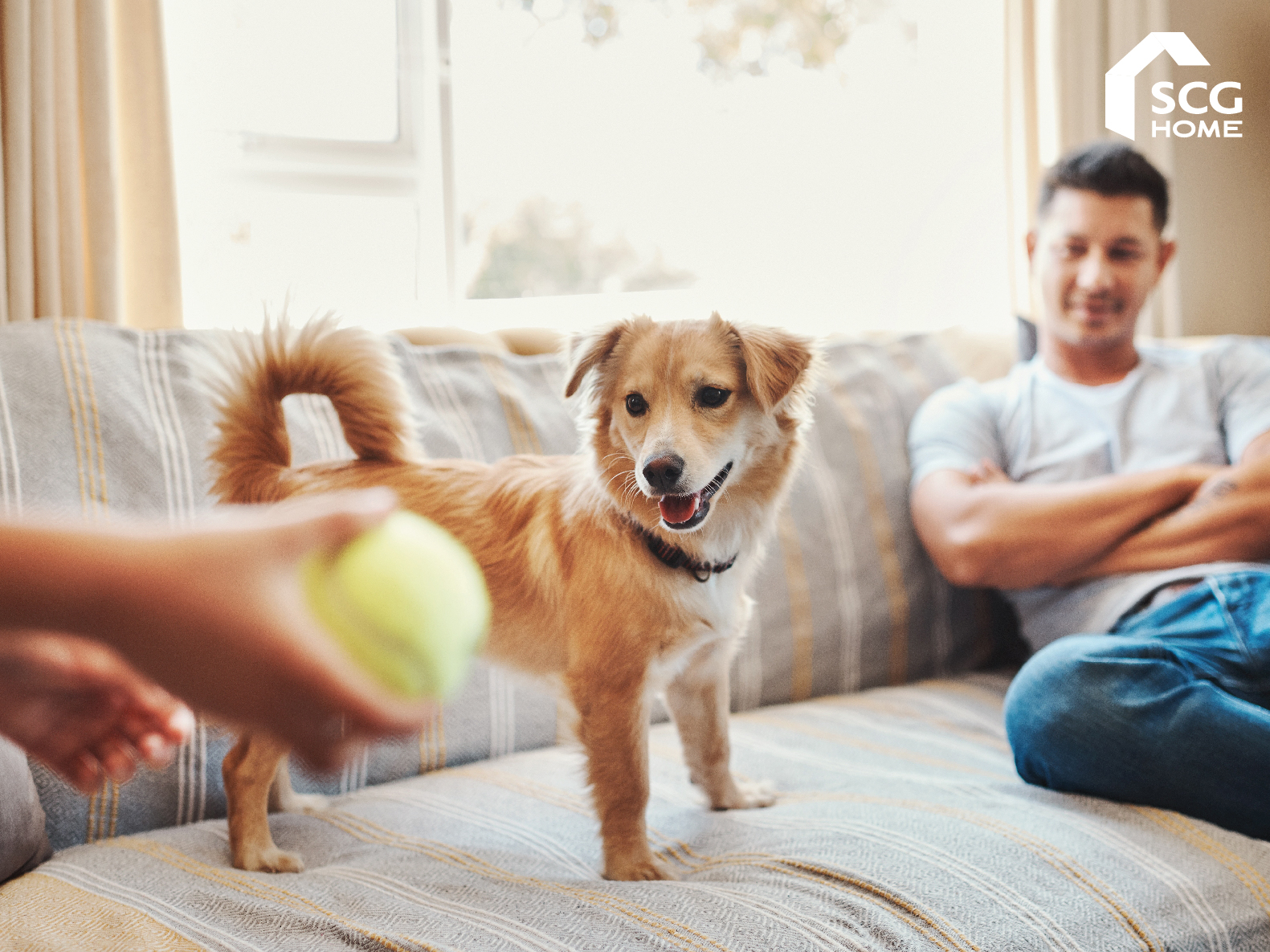 มือใหม่อยากเลี้ยงหมาต้องเตรียมอะไรบ้าง