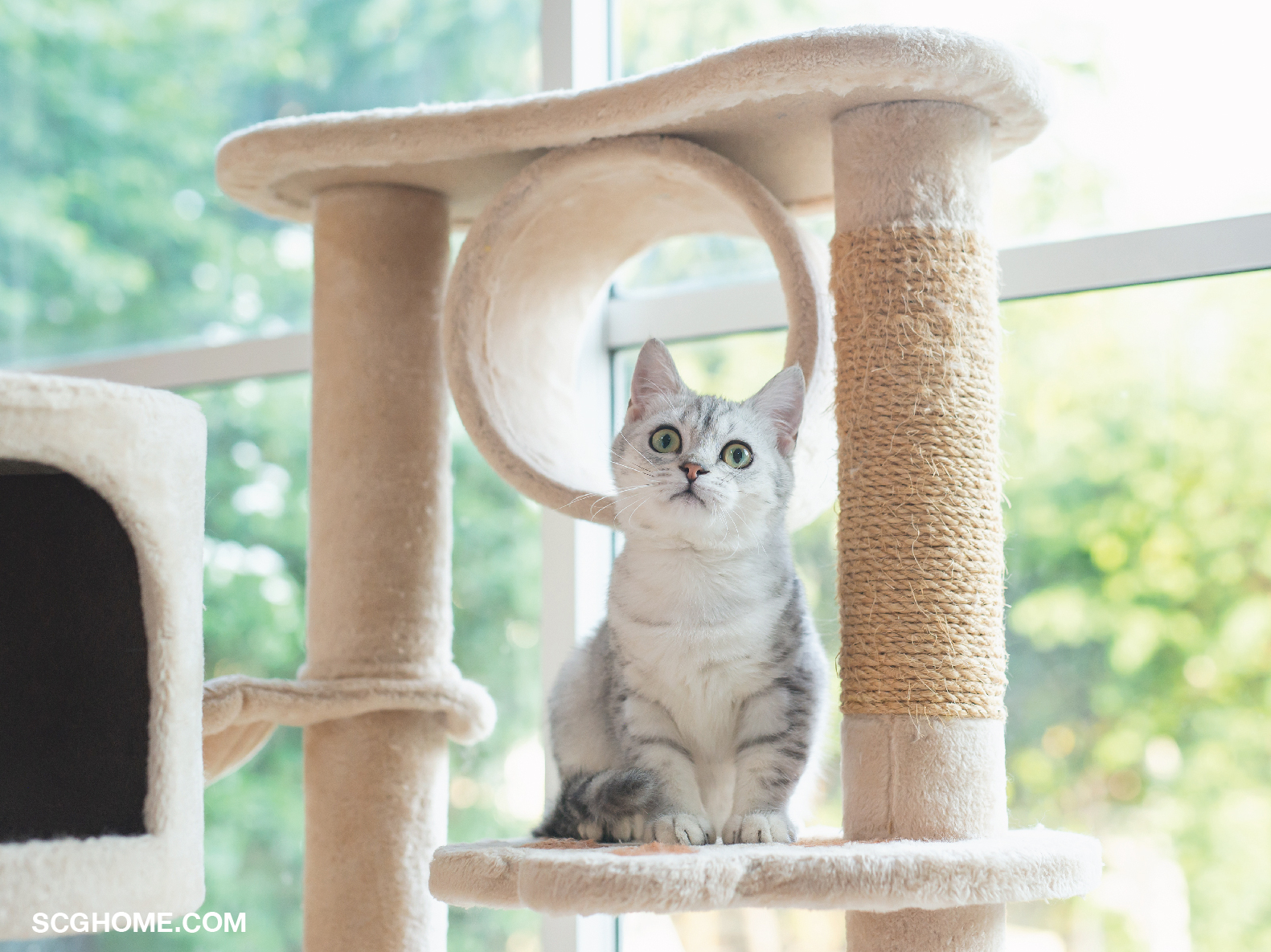 คอนโดแมว บ้านแมว ที่นอนแมว