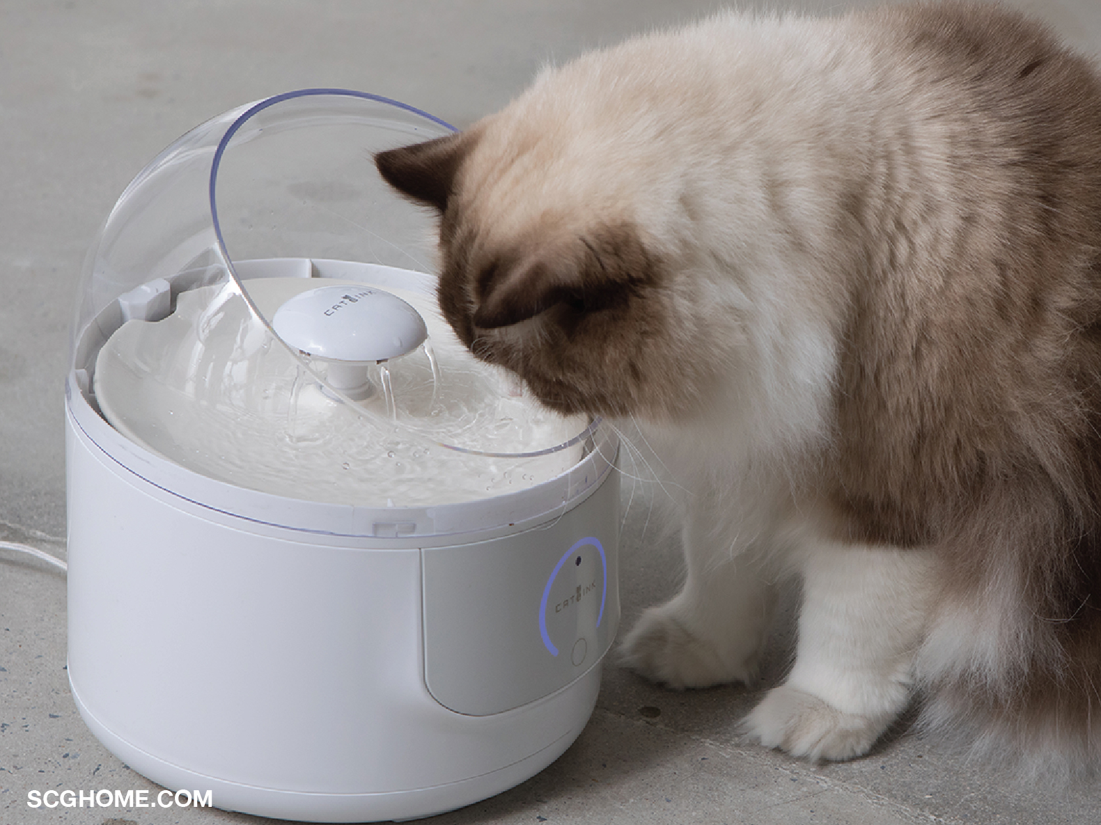 น้ำพุแมว ชามน้ำแมว