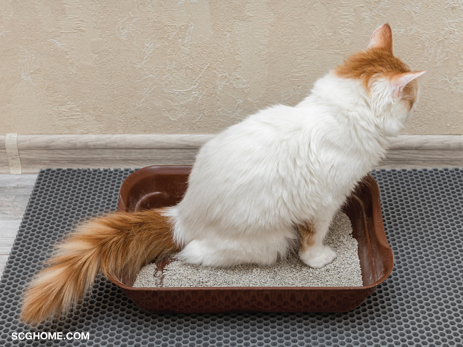 กระบะทราย กระบะทรายแมว