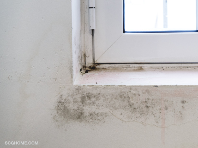 เชื้อรา