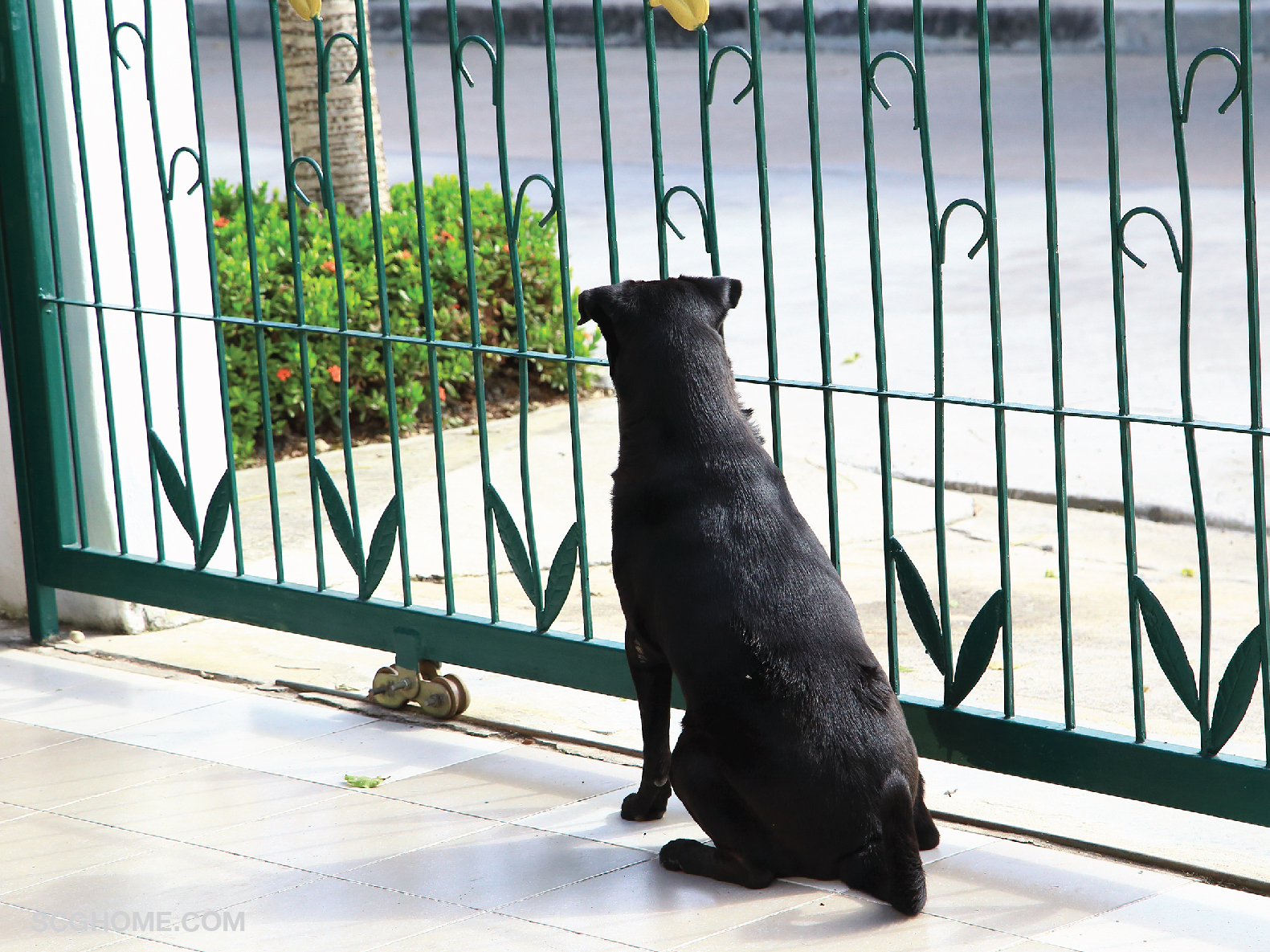 หมาดุ เลี้ยงหมาเฝ้าบ้าน เลี้ยงหมานอกบ้าน