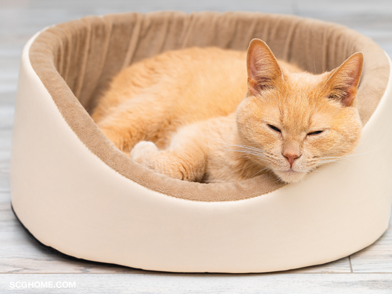 เบาะนอนแมว ที่นอนแมว เบาะนอนสำหรับสัตว์เลี้ยง