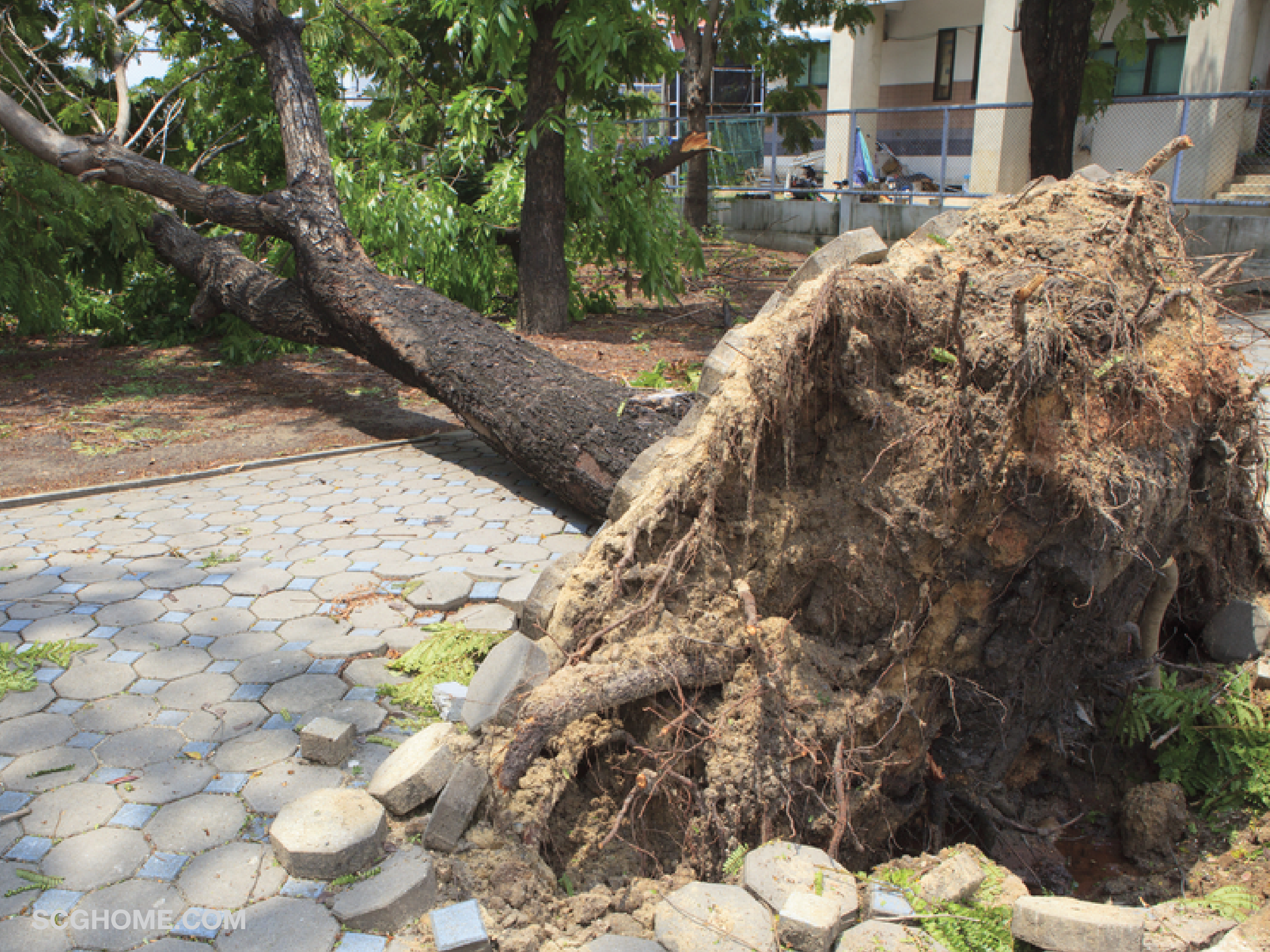 สวนฤดูฝน ดูแลสวน จัดสวน ภัยหน้าฝน ต้นไม้ในสวนล้ม ไม้ค้ำต้นไม้ scg scghome