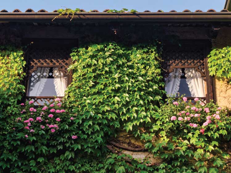 3 วิธีลดร้อนให้บ้านเย็น ด้วยแผงบังแดดจากต้นไม้ และสวนแนวตั้ง