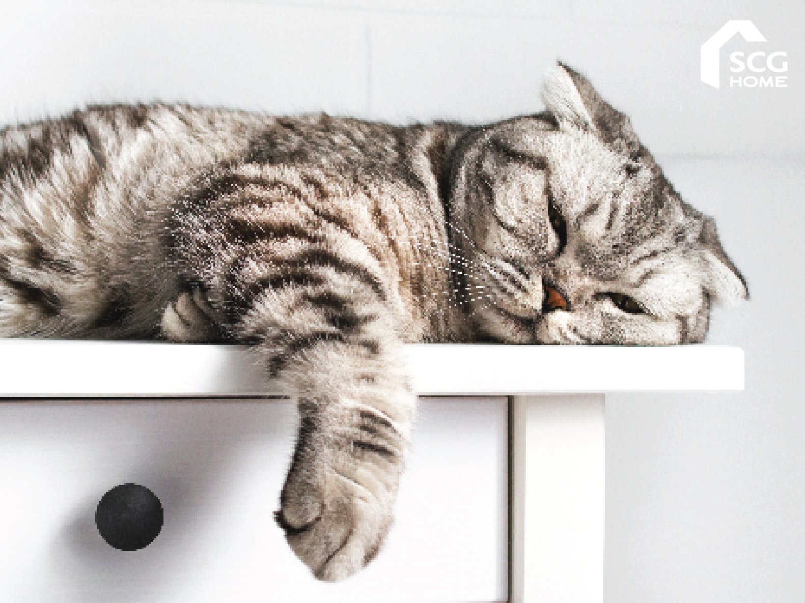 คู่มือทาสแมว สิ่งจำเป็นที่ต้องมี! ก่อนรับน้องมาเลี้ยง