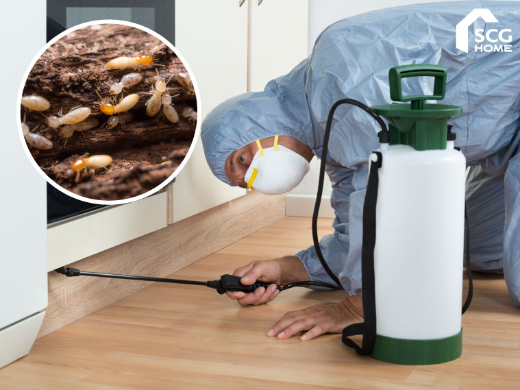 รู้ทันเมื่อปลวกขึ้นบ้าน กับวิธีตรวจสอบและกำจัดปลวกให้อยู่หมัด