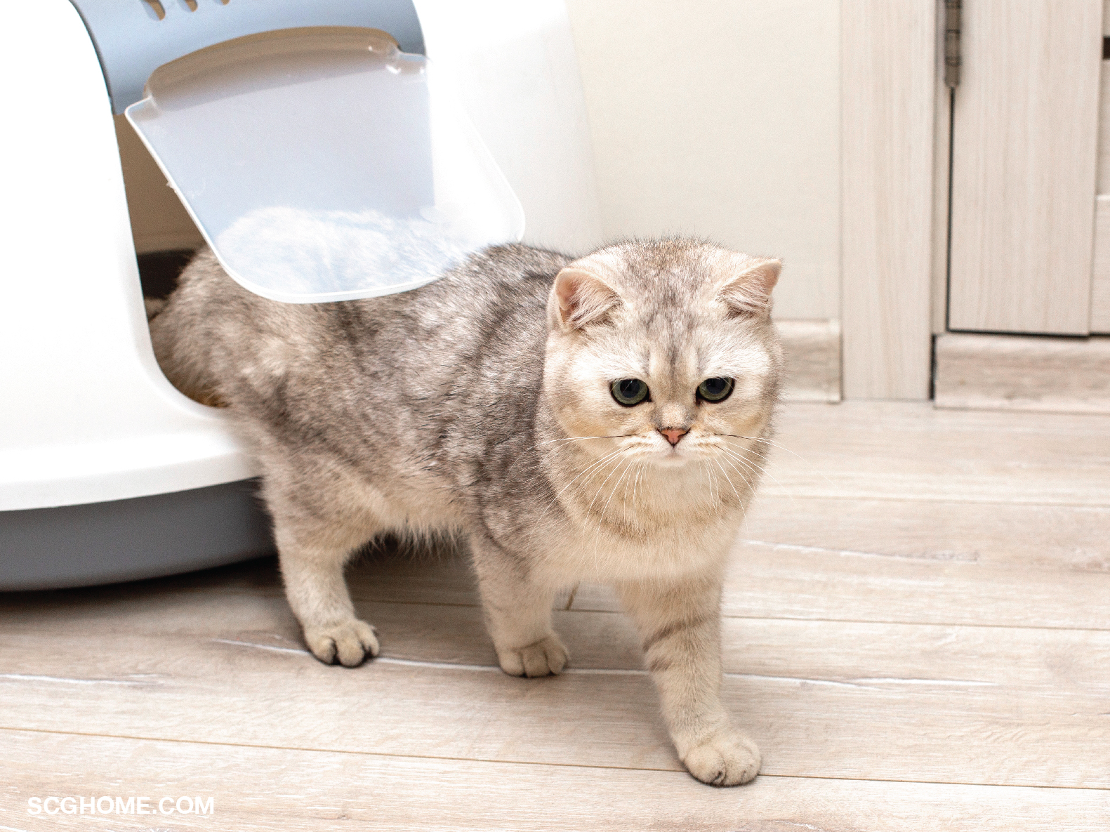 ห้องน้ำแมว