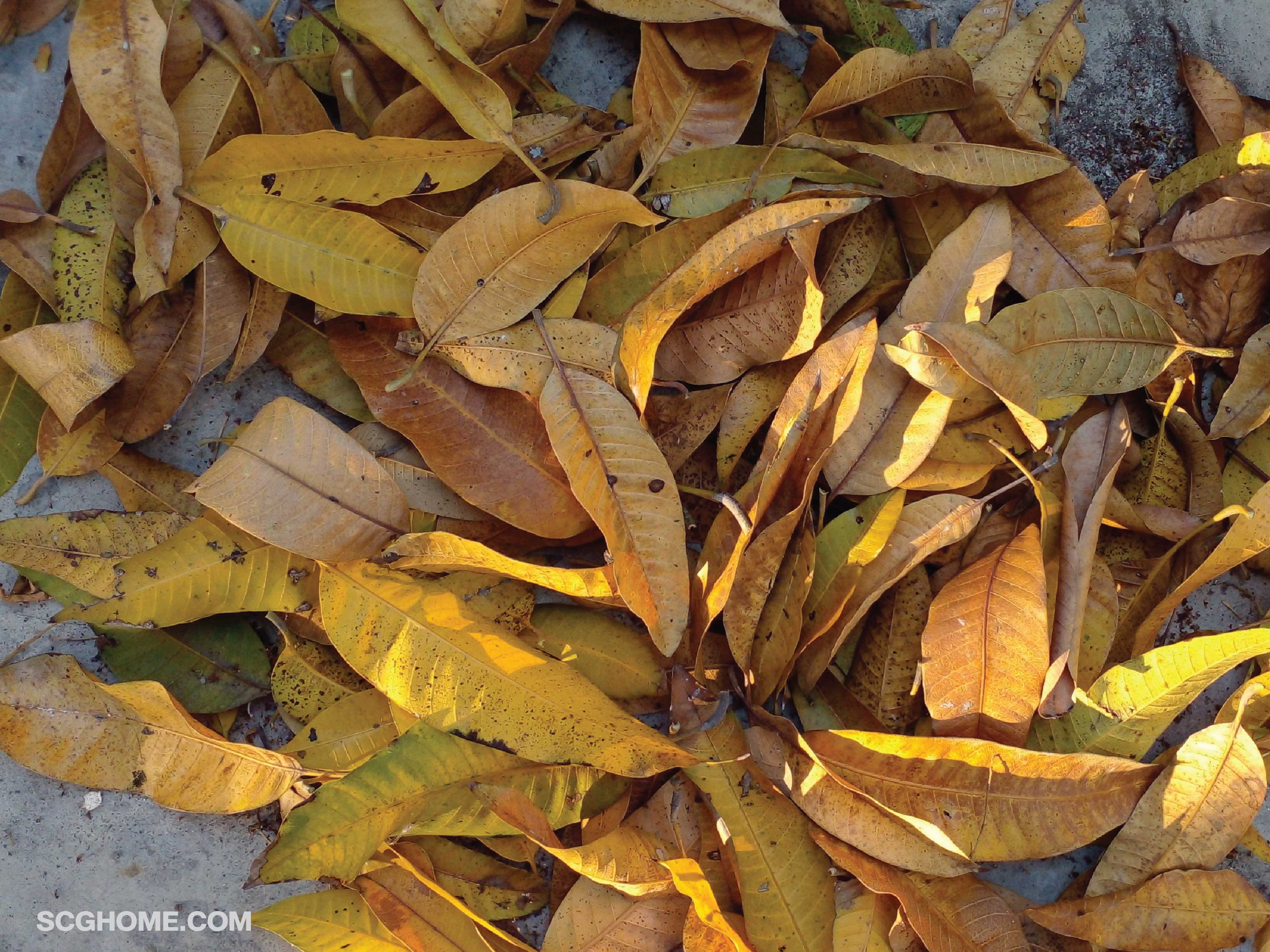 เครื่องย่อยเศษอาหาร เครื่องกำจัดเศษอาหาร กำจัดเศษอาหาร foodwastecomposter hass เศษอาหารเหลือทิ้ง เศษอาหาร