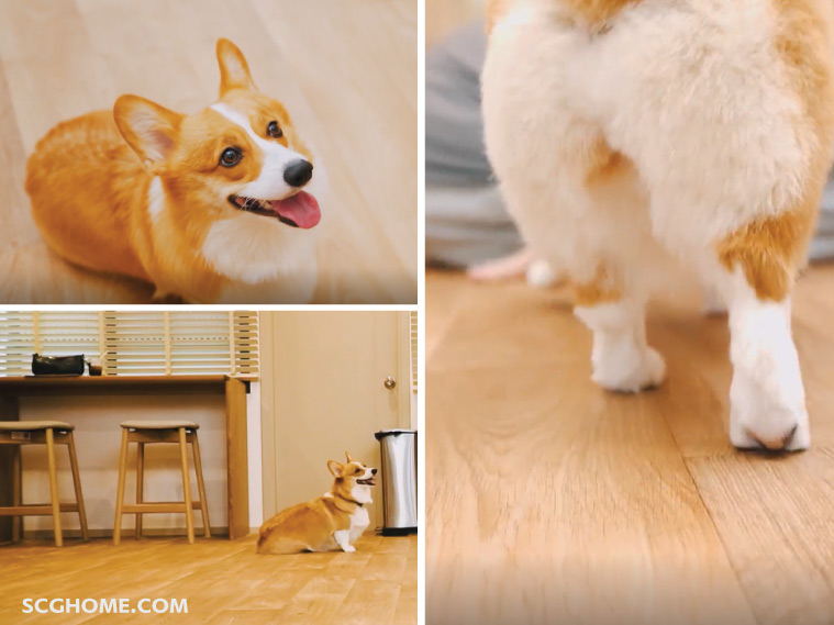 พื้นลดแรงกระแทก พื้นกันกระแทก ลายไม้ ห้องสัตว์เลี้ยง