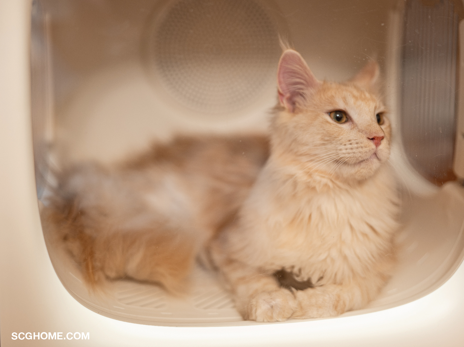 ตู้เป่าขนแมว ไดร์เป่าขนแมว