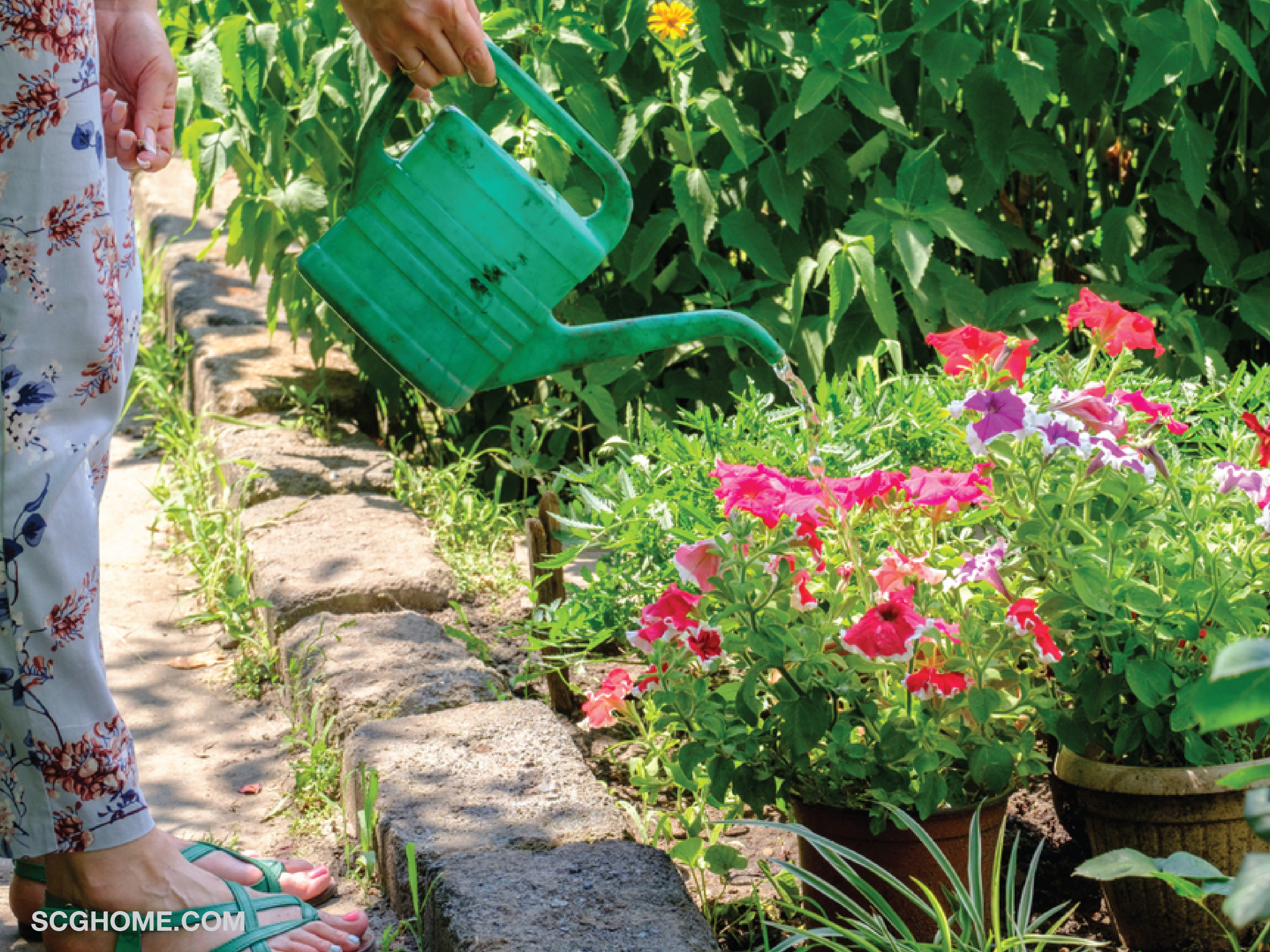 จัดสวนหน้าบ้าน สวนหน้าบ้าน ดูแลสวน จัดสวน ฤดูฝน scg scghome