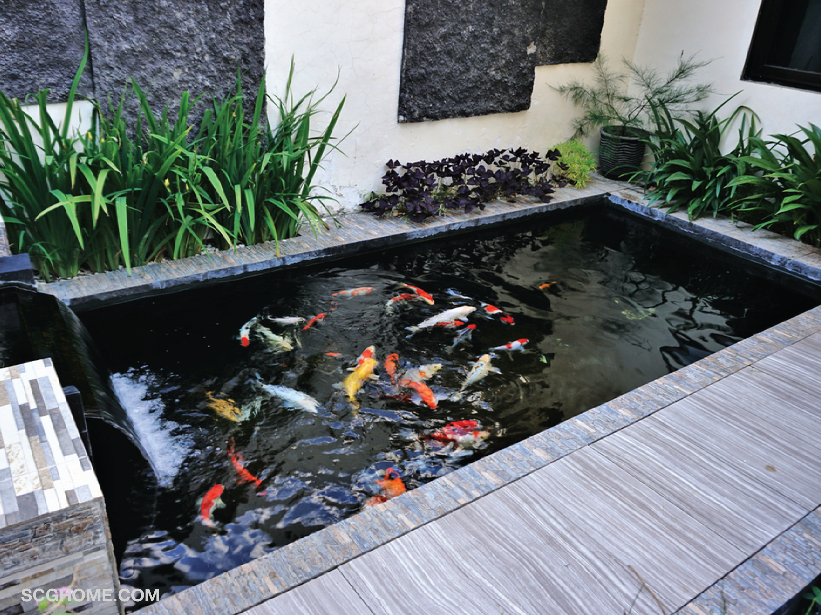 SCGHome scg สวนฤดูฝน ดูแลสวน จัดสวน แต่งสวน บ่อปลา บ่อปลาในสวน เลี้ยงปลาคราฟ