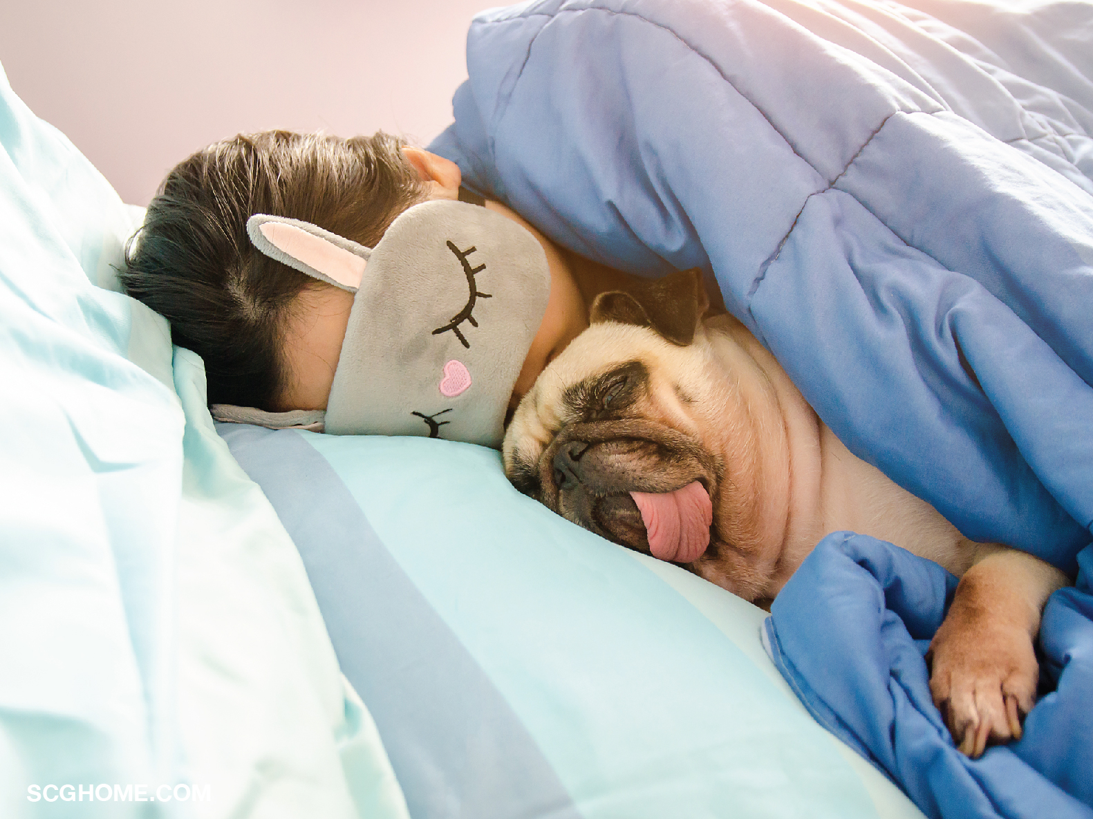 เลี้ยงหมาในบ้าน ดูแลหมา บ้านหมา ที่นอนหมา เบาะที่นอน