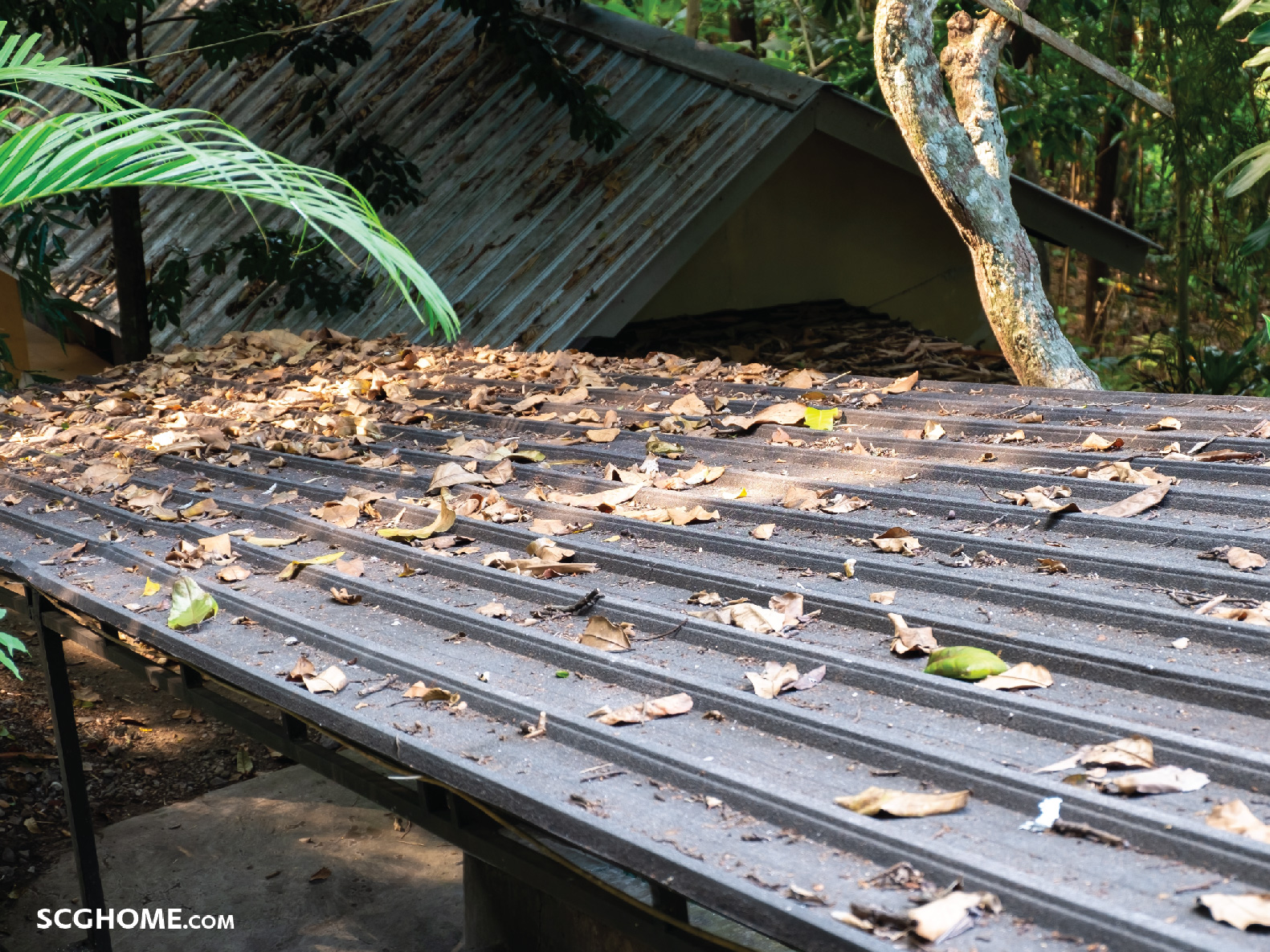 ใบไม้ตกค้างบนหลังเมทัลชีท