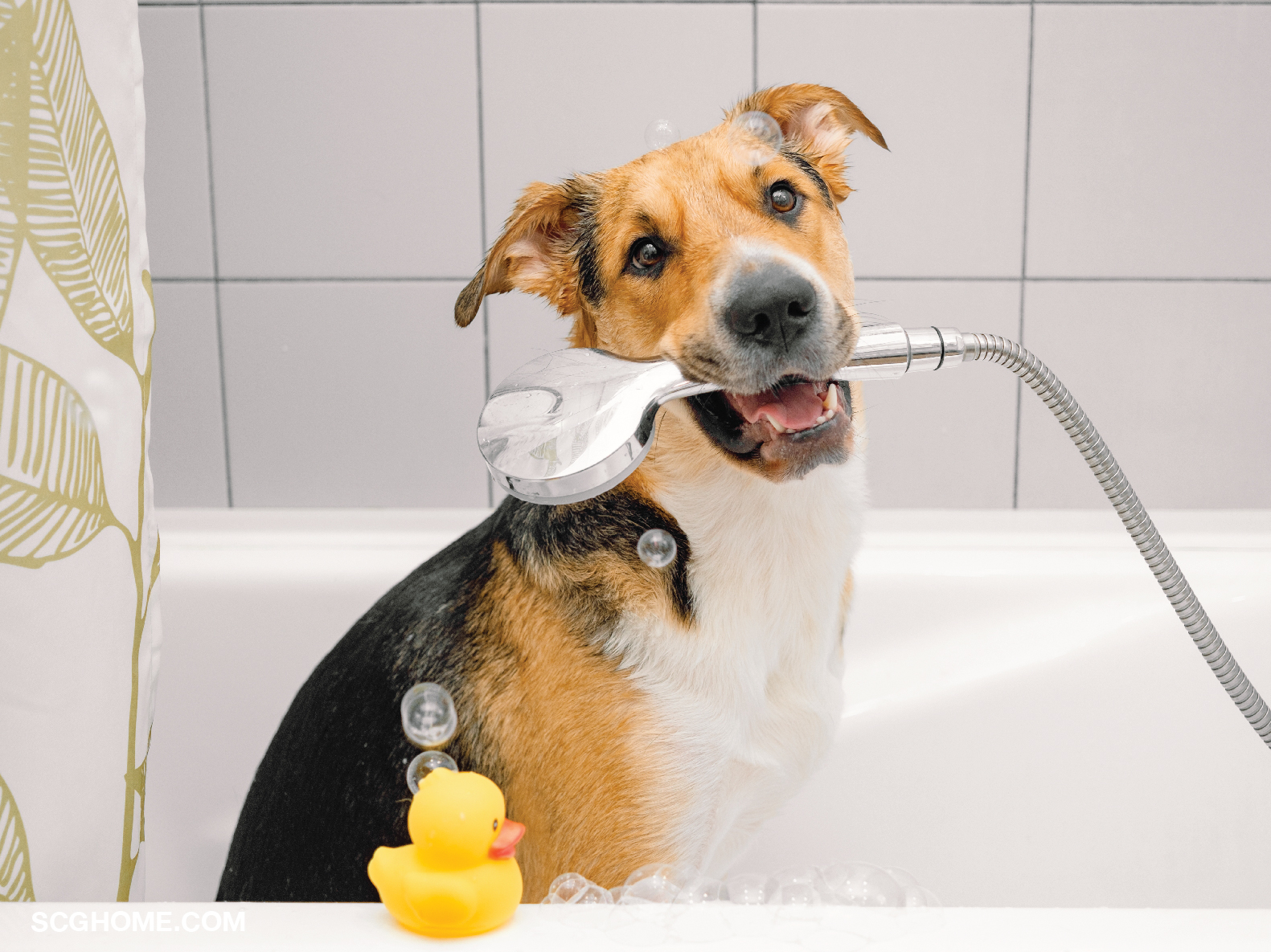 เลี้ยงหมาในบ้าน บ้านหมา อาบน้ำให้หมา ทำความสะอาดหมา