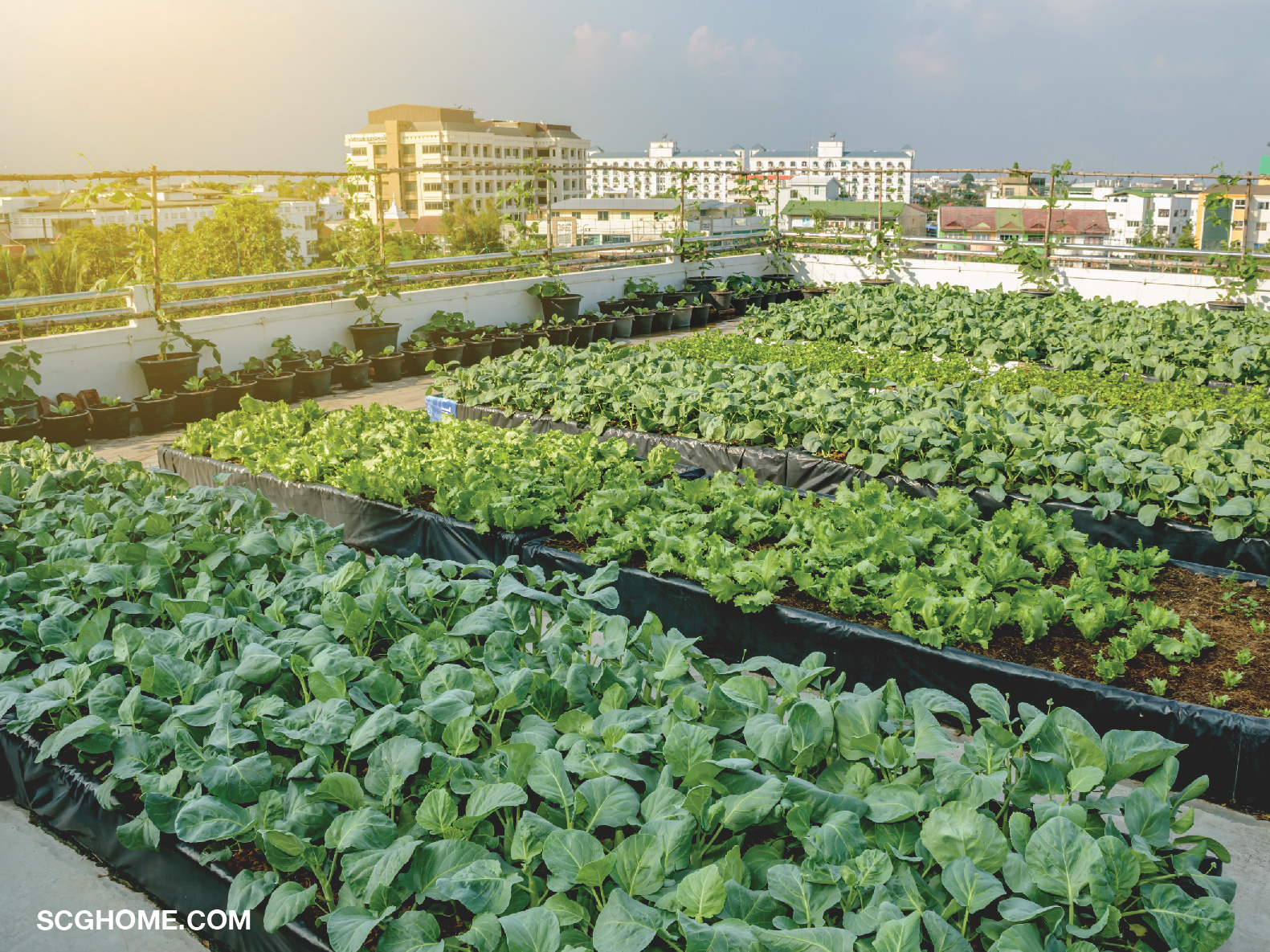 ปลูกพืชผักสวนครัวบนพื้นดาดฟ้า